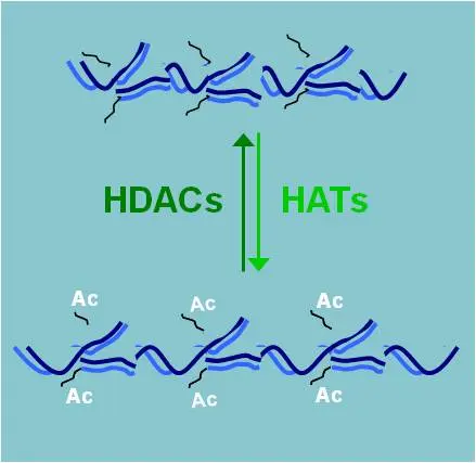 Histone deacetylases (HDAC) and their counterparts, histone acetyltransferases, regulate histone acetylation and thus control the extent to which genes get transcribed