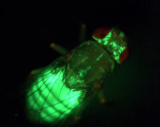 Flies are an established model to study energy metabolism. The body fat of this fly is labelled with GFP ("green fluorescent protein").