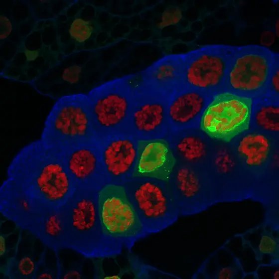 Zwei-Photonen-mikroskopische Aufnahme einer Speicheldrüse. In einigen Zellen wurde E2F überexprimiert. Die Zellen mit erhöhter E2F-Konzentration sind durch GFP markiert (grün). Die DNA wurde mit DAPI angefärbt und ist in rot dargestellt.