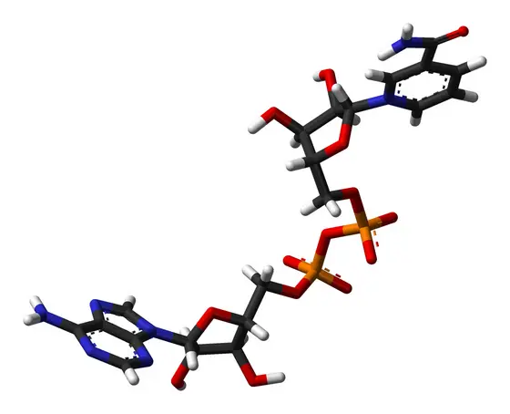 NAD+ ist ein wichtiger Co-Faktor bei der Reparatur von DNA-Schäden. Bösartige Hirntumoren nutzen alternative Wege, um sich mit ausreichend NAD+ zu versorgen.