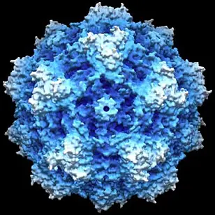 Computersimulation eines Parvovirus