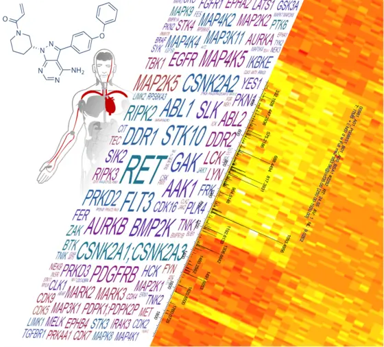 Proteomforschung in großem Stil: Die Studie analysierte die Wirkmechanismen und Einsatzmöglichkeiten von 243 Kinaseinhibitoren für die Krebsmedizin.