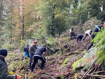 Volunteers pull large, long plants from the forest on a hillside.