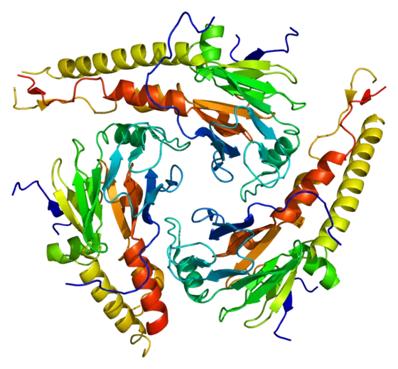 Ist das krebsfördernde Protein SMAD4 durch eine Non-Stop-Mutation verlängert, wird es in der Zelle deutlich schneller abgebaut und kann so seine Kontrollfunktion nicht ausreichend wahrnehmen.