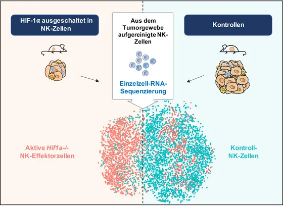 Einzelzell-RNA-Sequenzierung zeigt ein erhöhtes Aktivitätspotenzial von Tumor-infiltrierten NK-Zellen, in denen HIF-1α ausgeschaltet ist. Jeder Punkt entspricht dem Transkriptionsprofil einer einzigen NK-Zelle.