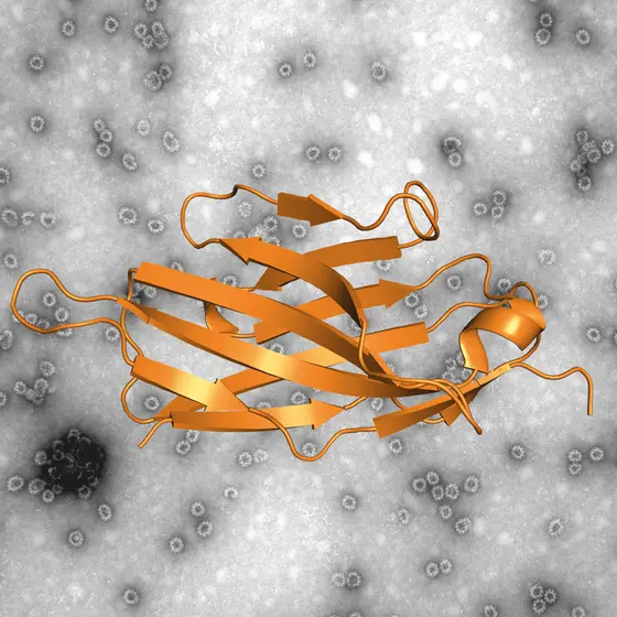 Electron micrograph of norovirus virus-like particles (VLPs) and a cartoon representation of a nanobody, termed Nano-85 (orange). Nano-85 binds to the VLPs and causes the VLPs to disassemble.