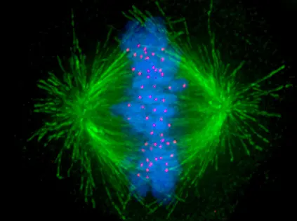 Many Cancer drugs act on the microtubules of the mitotic spindle (green).