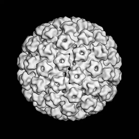 Computergenerierte Darstellung eines Papillomvirus