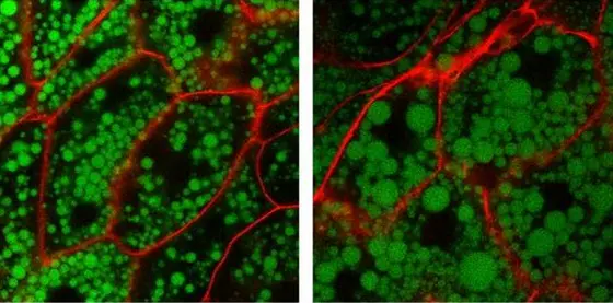 The adipose tissue of a THADA knockout fly (right side) has more lipid per cell and larger lipid droplets (green).