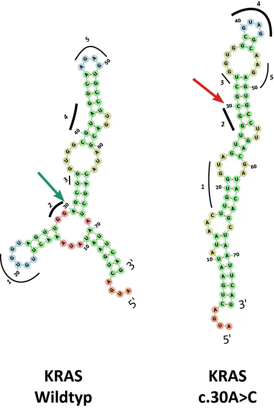 The mutation at position 30 of the KRAS oncogene leads to a completely altered secondary structure of the RNA.