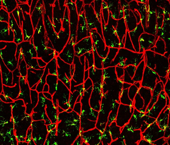 During the early postnatal development of the brain, macrophages (green) are located in the immediate vicinity of blood vessels.