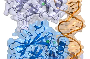 der Tumorsuppressor p53 (blau) bindet an die DNA