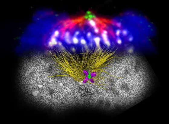 Zellteilung mit überzähligen Zentriolen an beiden Spindelpolen. Oben ein lichtmikroskopisches Bild, die untere Hälfte ist eine Elektronenmikroskopie-basierte (FIB/SEM) 3D-Rekonstruktion einer mitotischen Zelle