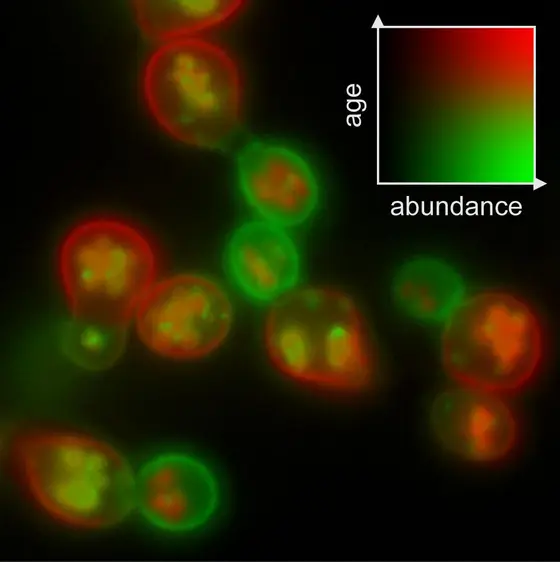 The novel dye timer makes visible that the mother cell keeps the older proteins (red), whereas the daughter cell forms new molecules (green).