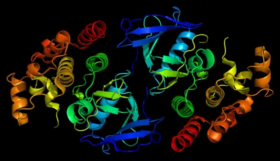 Struktur des BRAF-Proteins