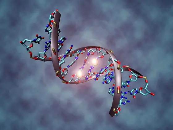 Both strands of this DNA double helix carry methyl tags, illustrated here as glowing bowls.