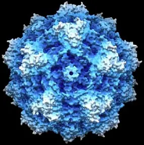 Computer-Simulation of a Parvovirus