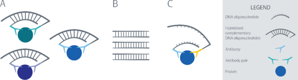 Protein measurement with Olink proximity extension assay (PEA) technology